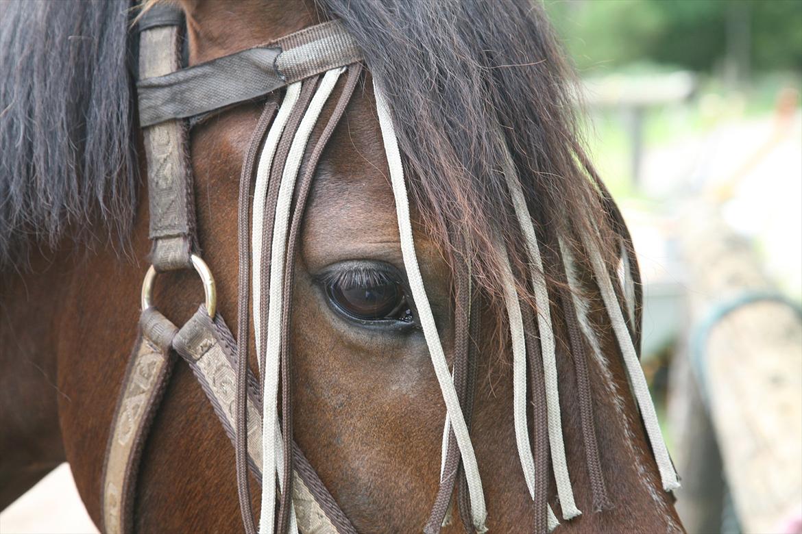 New Forest Lucky billede 5