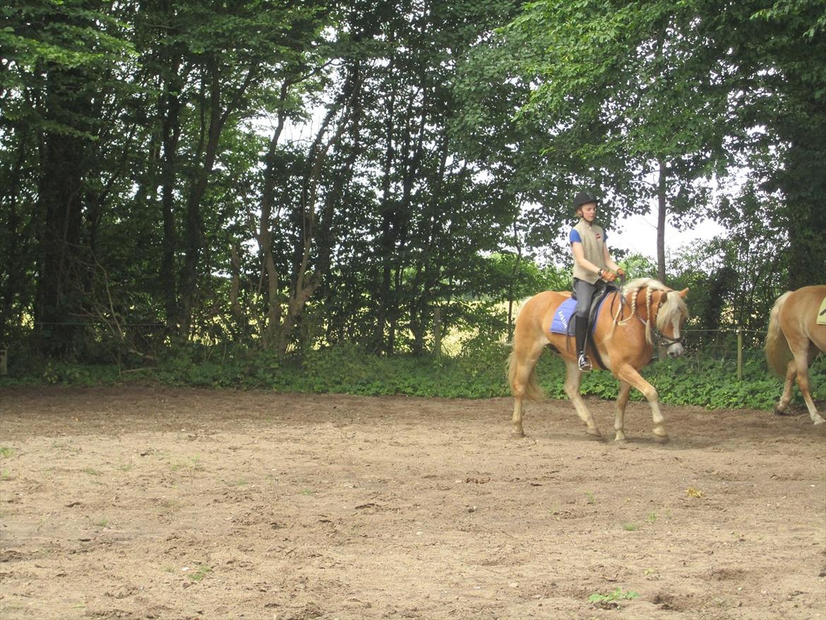 Tyroler Haflinger | Arkibal RIP - 18 Juli 2011: Dressurtræning. billede 10
