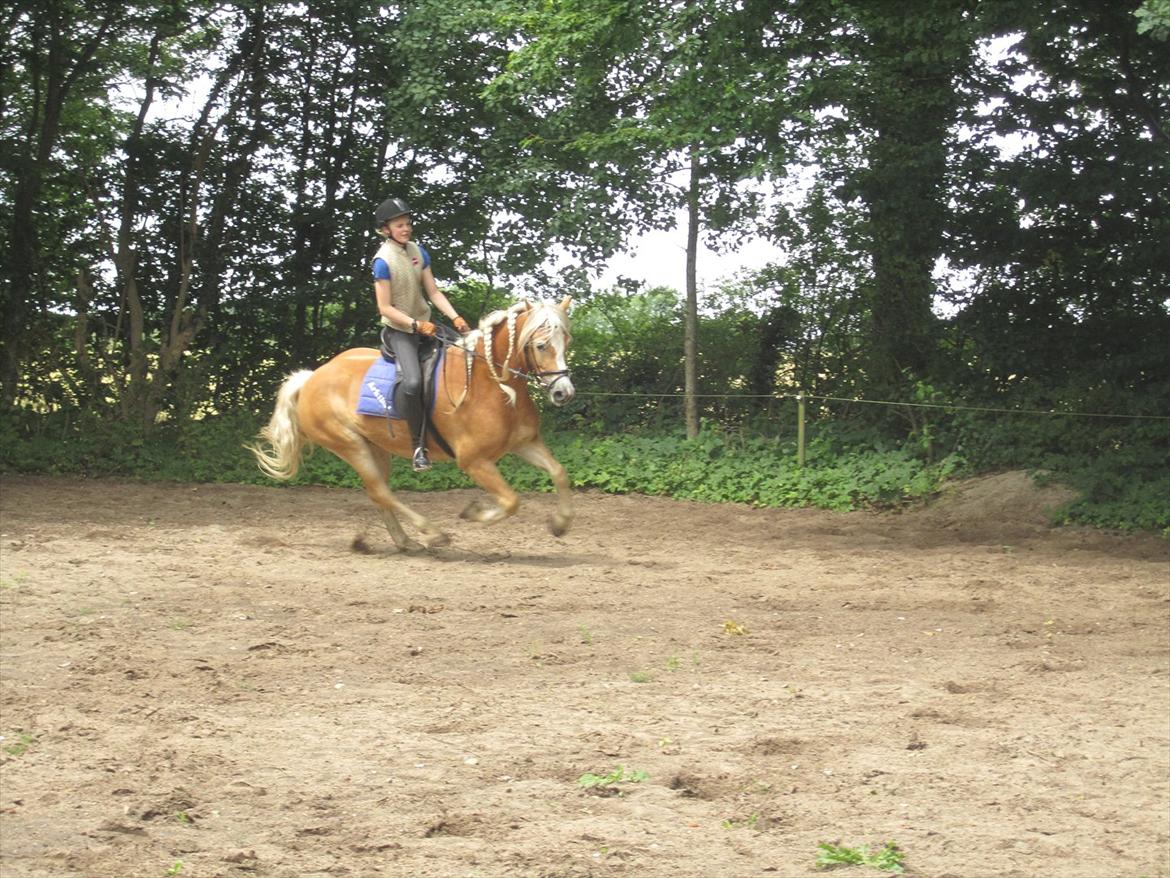 Tyroler Haflinger | Arkibal RIP - 18 Juli 2011: Dressurtræning - Fuld galop! billede 11