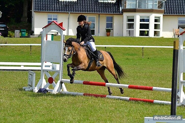 Anden særlig race Damgårds Maggie billede 2