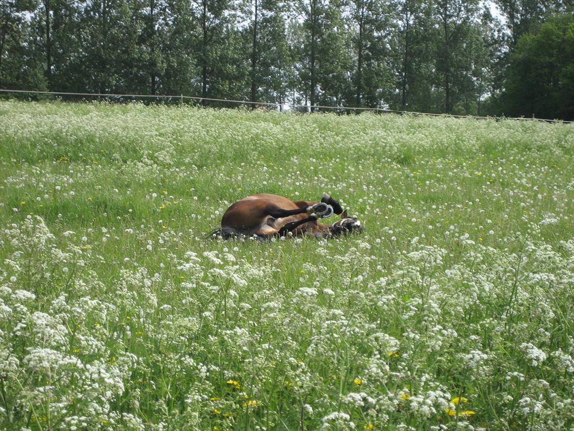 Anden særlig race Lauritz - dejligt græs.
 billede 13