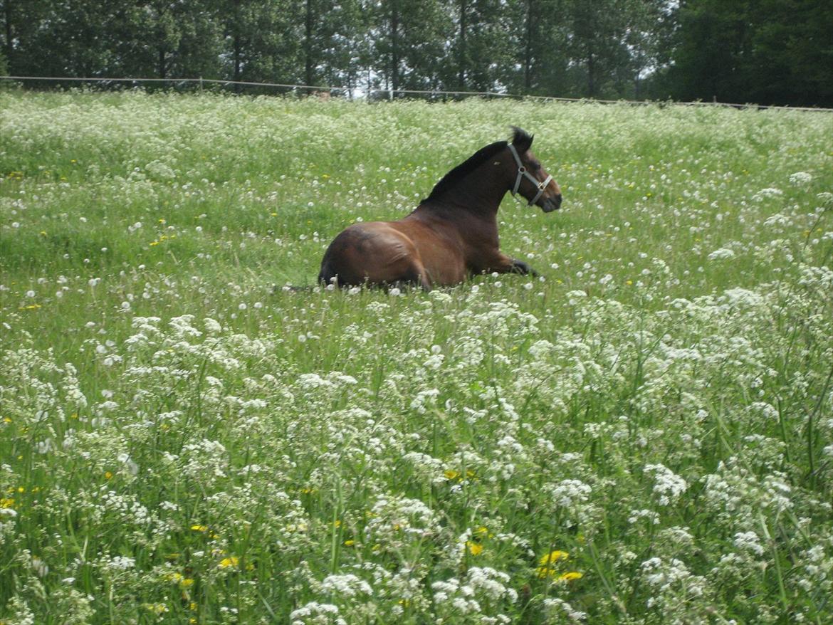 Anden særlig race Lauritz - hvad laver de andre jeg vil være med!! billede 1