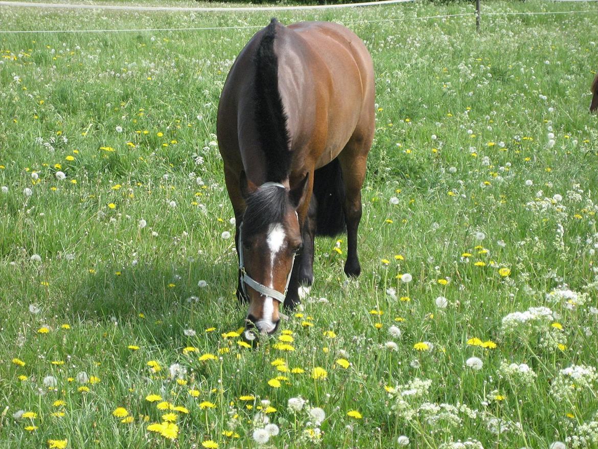 Anden særlig race Lauritz - sommer fold dejligt græs MMMMM!! billede 14