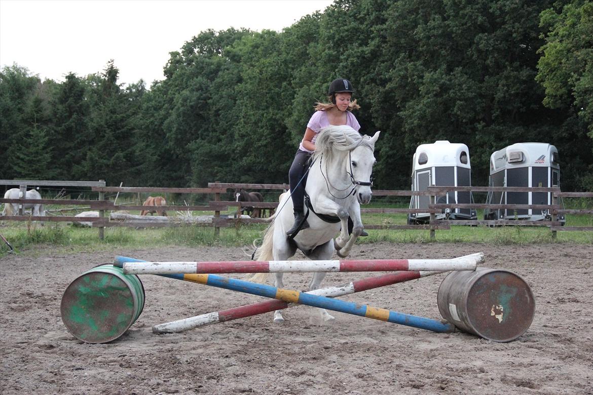 Anden særlig race Fritz - Mig og Fritz springer. Dygtig pony.  billede 5