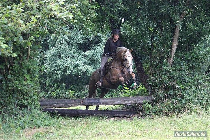 Palomino COCO'S CALYPSO - Trippelbar over stor grim grøft.... billede 3
