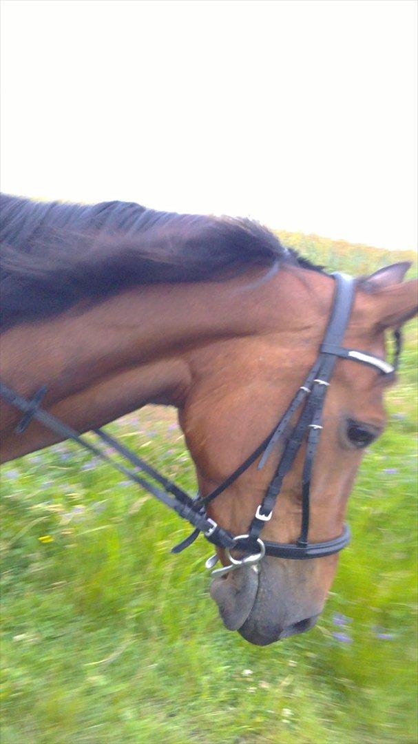 Traver Nicebib G  - Ude og ride :) billede 10