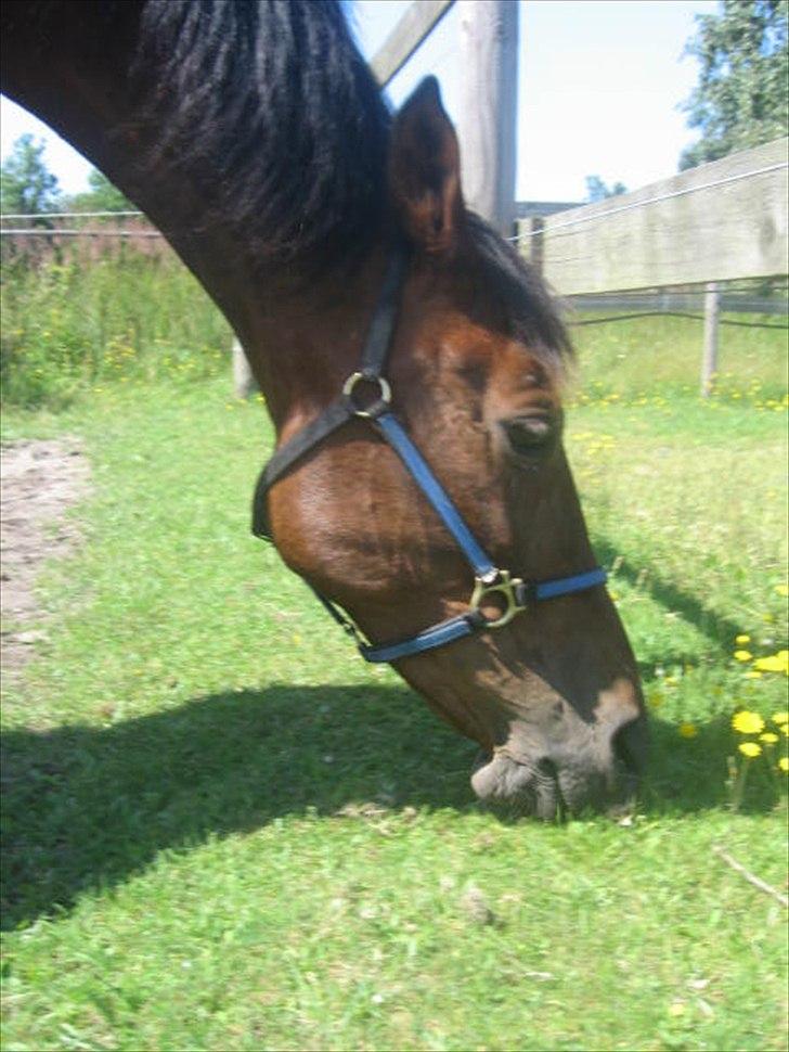 Traver Nicebib G  - Nice hygger på folden :) billede 11