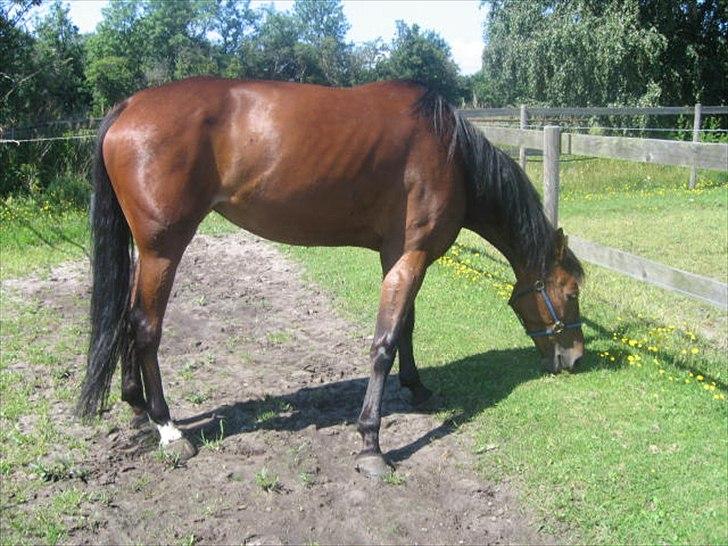 Traver Nicebib G  - Nice på fold :) billede 12