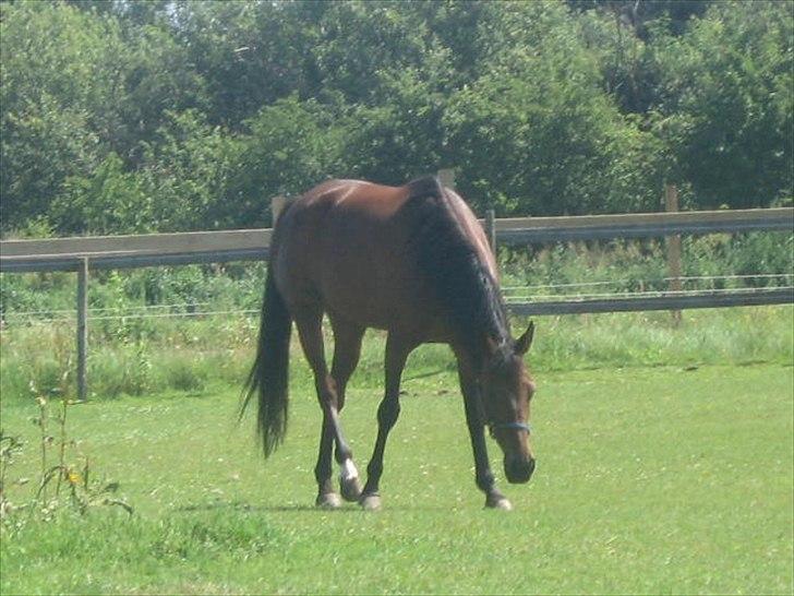 Traver Nicebib G  billede 13