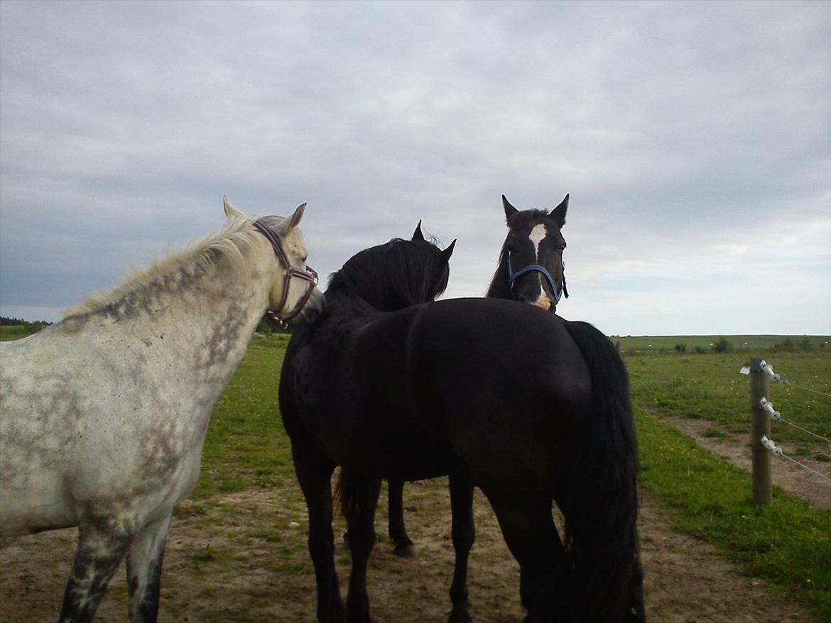 Frieser Durk T. - Durks to sommer-venner billede 6