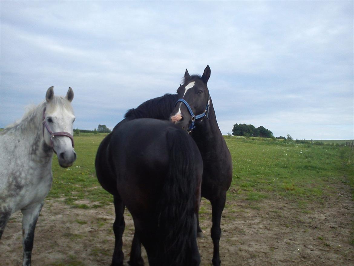 Frieser Durk T. - Nusser efter 5 min. billede 7