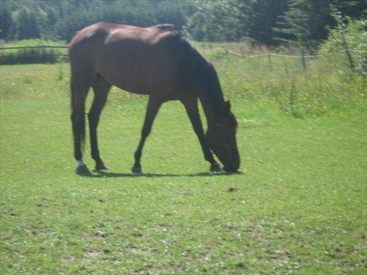 Traver Nicebib G  billede 14