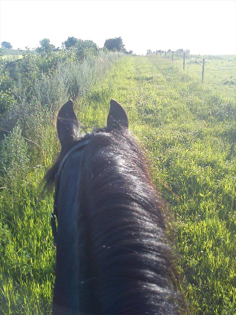 Frieser Durk T. billede 8