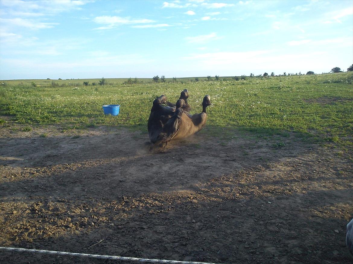 Frieser Durk T. - Tra la la la billede 9