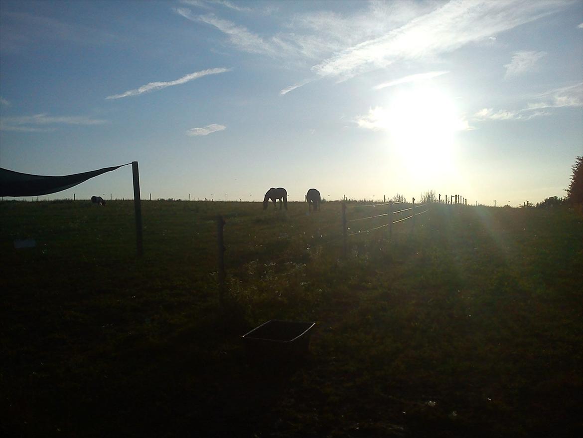 Frieser Durk T. - Skønneste sommerfold billede 10