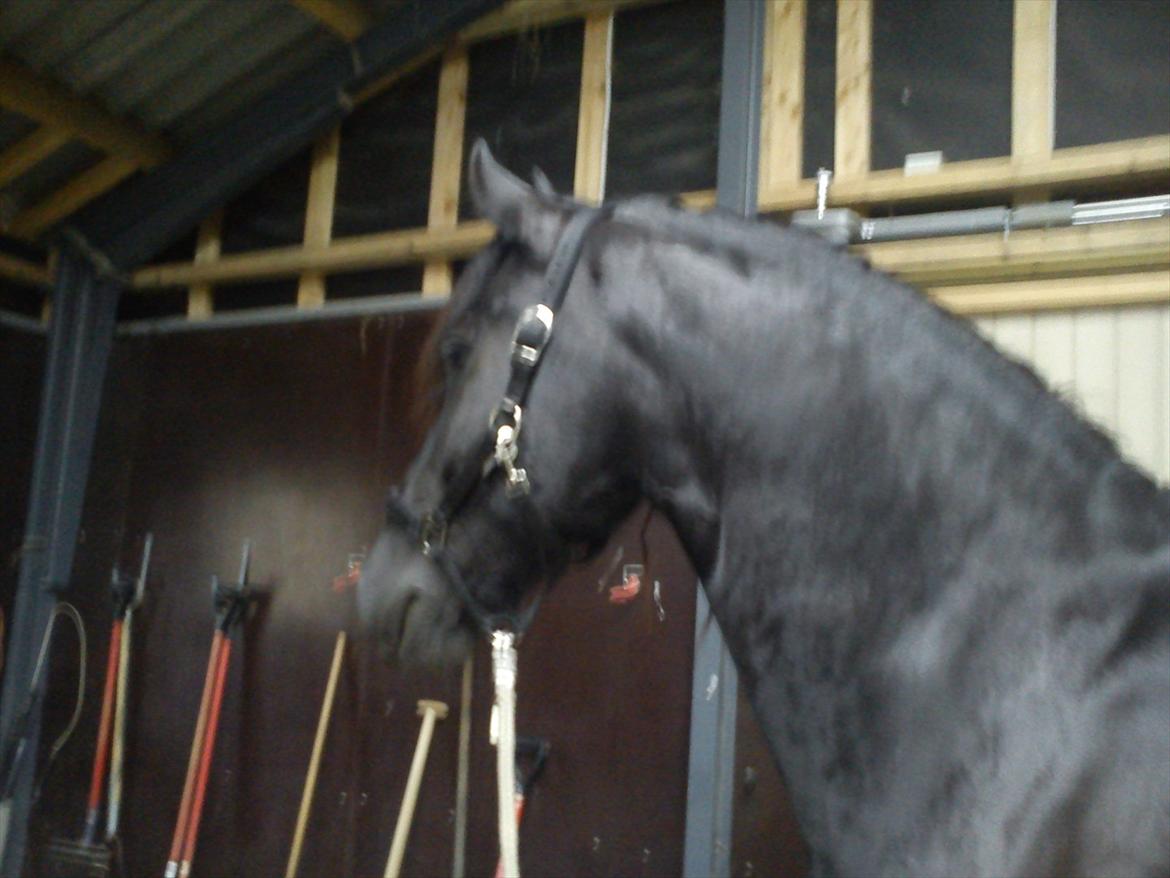 Frieser Durk T. - Store mand billede 11