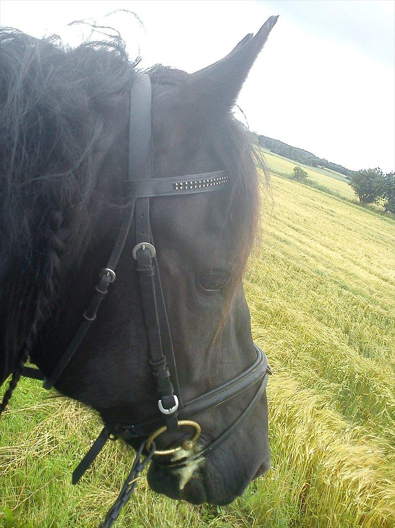 Frieser Durk T. - En stille stund på tur billede 12