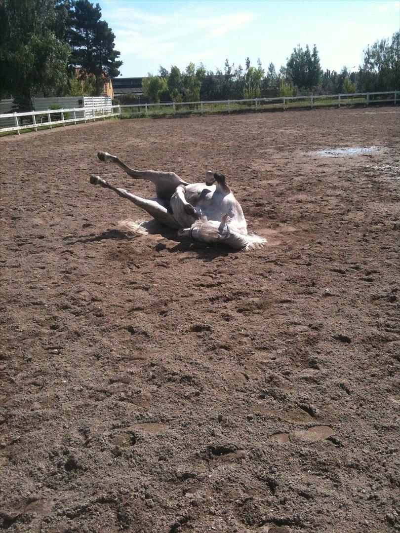 Anden særlig race Miss Perfect *solgt* - Rulle, rulle  billede 16