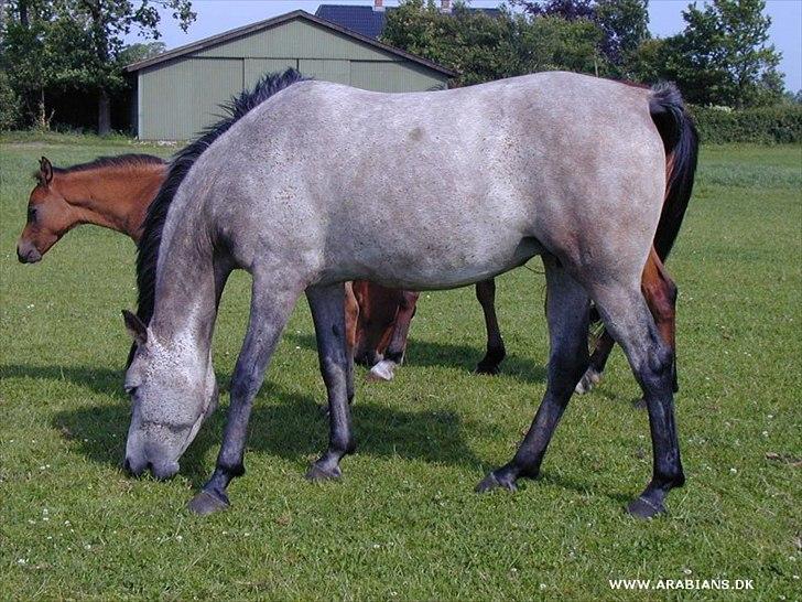 Arabisk fuldblod (OX) bleas  billede 16