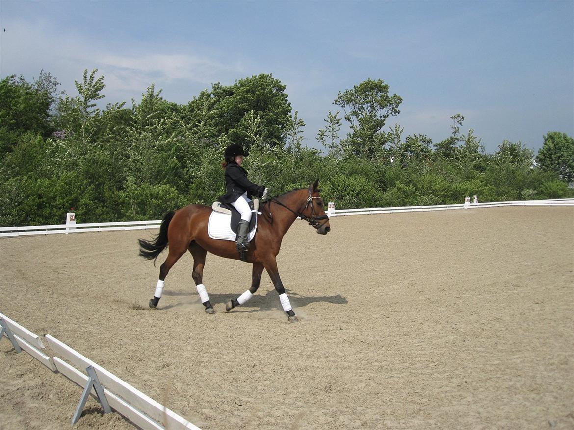 Anden særlig race Cher - ld2 billede 18