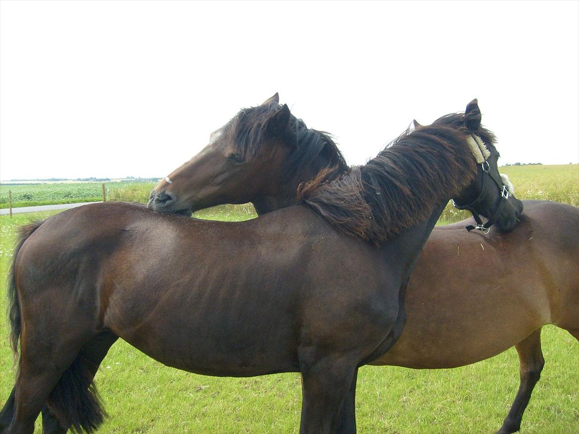 Frieser • Precious Little G • - Little & Shila. (Juli 2o11) billede 14