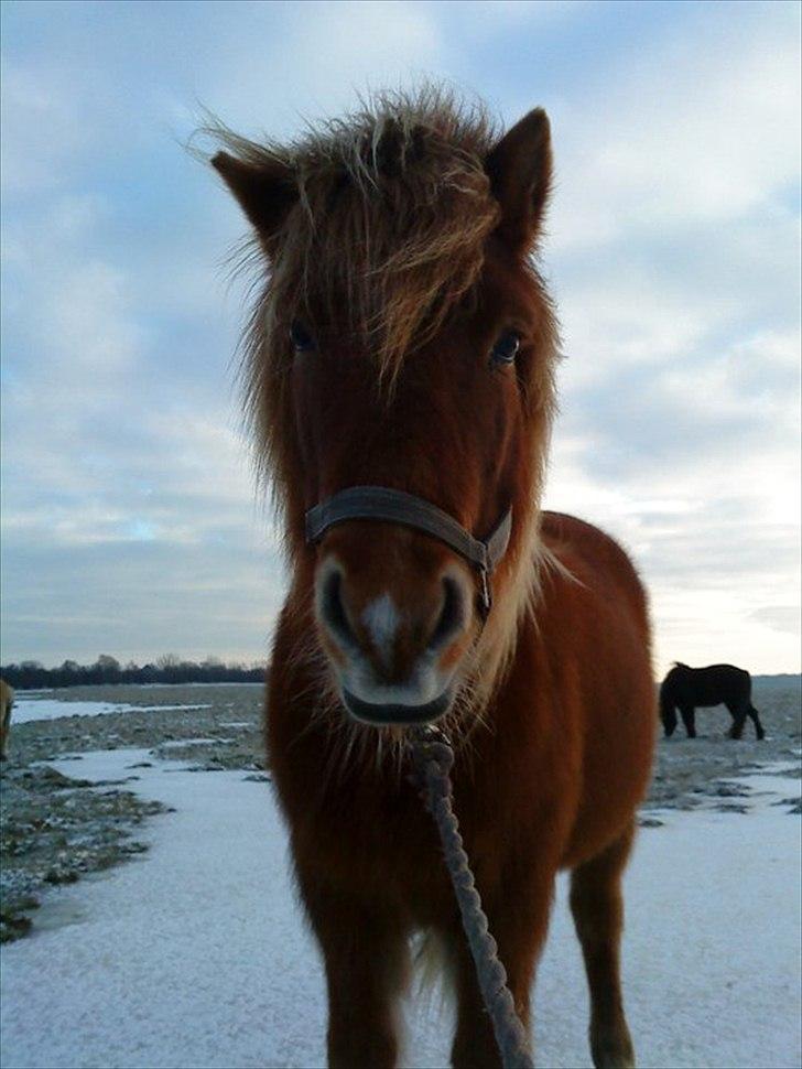 Islænder Düfa fra Attemosegård - Düfa <3 billede 1