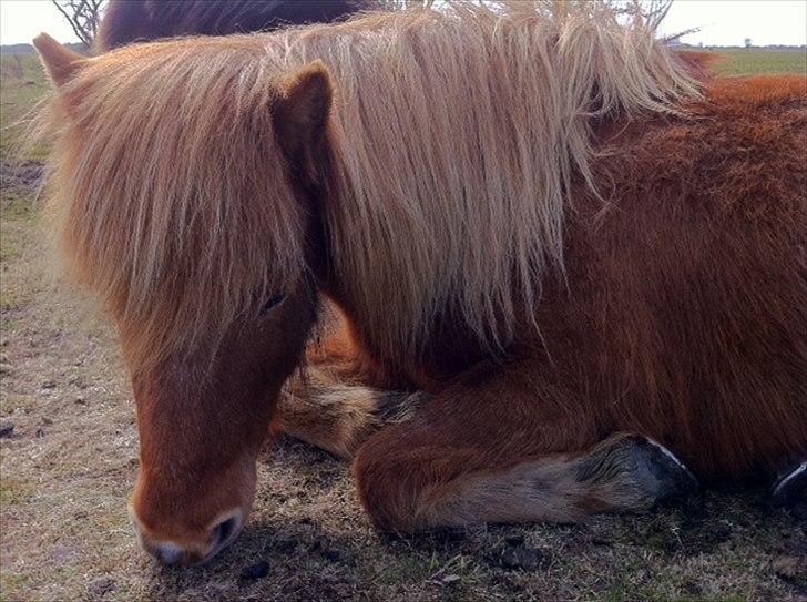 Islænder Düfa fra Attemosegård billede 2