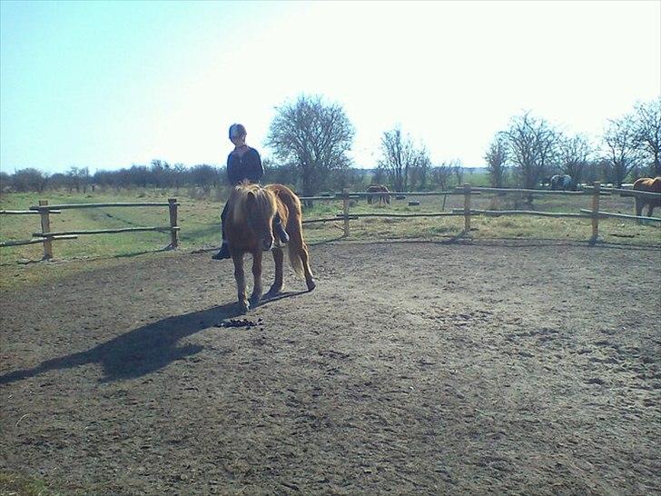 Islænder Düfa fra Attemosegård - Mig og Düfa <3 billede 3