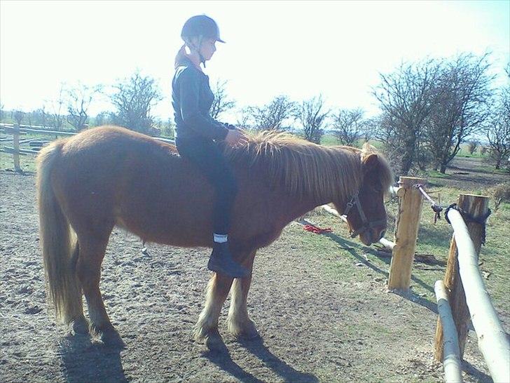 Islænder Düfa fra Attemosegård - Mig og Düfa <3 billede 5