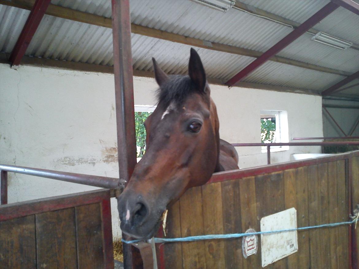 Hollandsk Sportspony R.I.P Black Lady  <3 - Velkommen til Lady´s profil :D

Billed: 1 billede 1