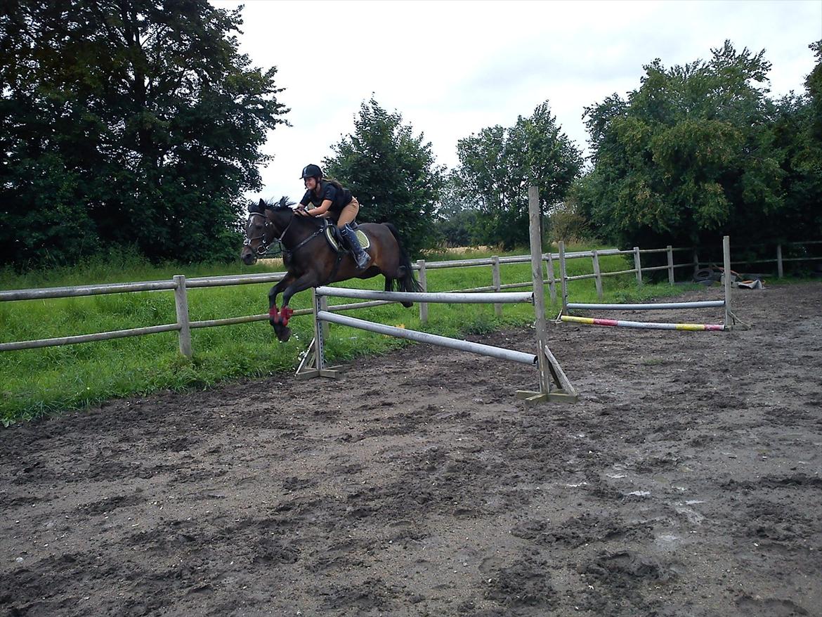 Hollandsk Sportspony R.I.P Black Lady  <3 - 3.gang jeg springer hende og 4.gang jeg rider på hende :O :D

Billed: 2 billede 2