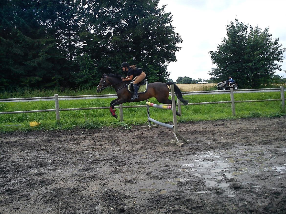 Hollandsk Sportspony R.I.P Black Lady  <3 - Billed: 4 billede 3