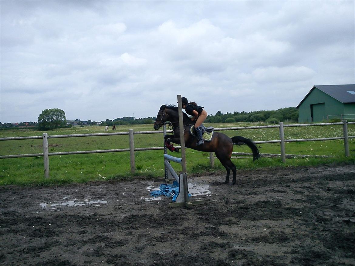 Hollandsk Sportspony R.I.P Black Lady  <3 - Mig&Lady springer vandgrav :)

Billed: 5 billede 4