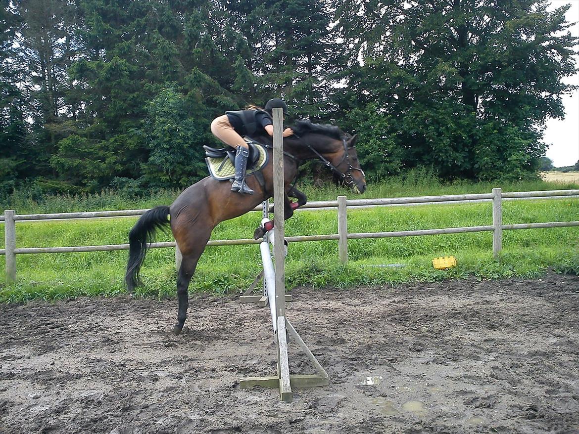 Hollandsk Sportspony R.I.P Black Lady  <3 - Mig&Lady springer 115 cm :D

Billed: 6 billede 5