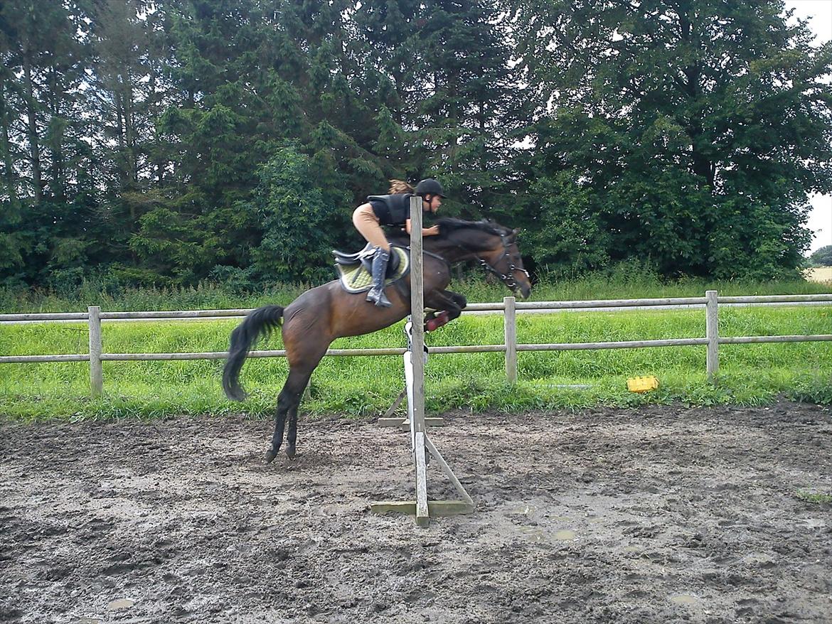 Hollandsk Sportspony R.I.P Black Lady  <3 - Billed: 7 billede 6