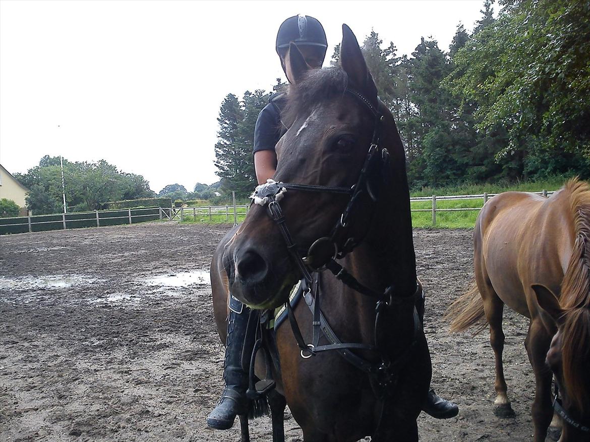 Hollandsk Sportspony R.I.P Black Lady  <3 - Intet er bedre end dig !<3

Billed: 8 billede 7