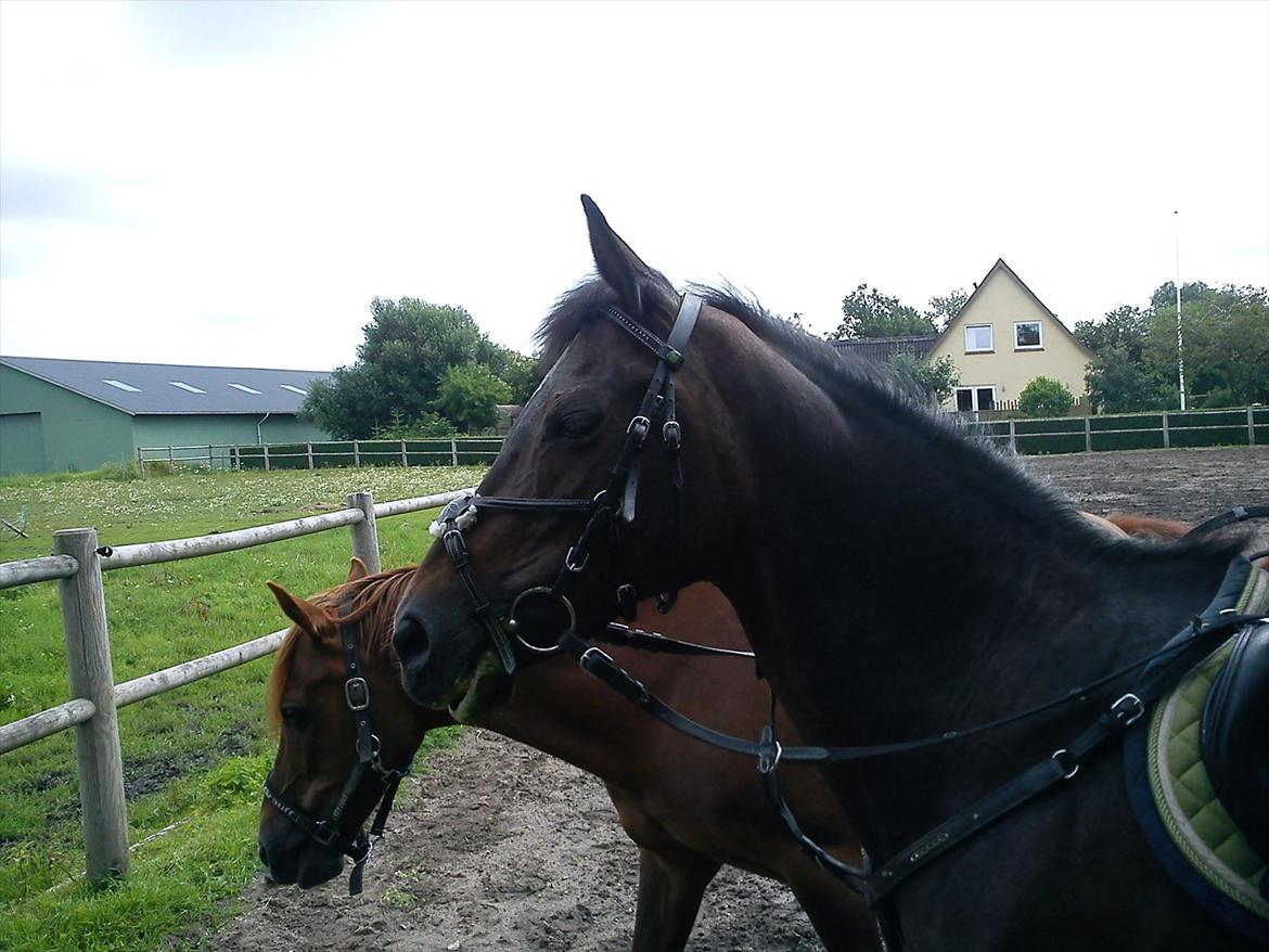 Hollandsk Sportspony R.I.P Black Lady  <3 - Du er så smuk Lady :p<3

Billed: 9 billede 8