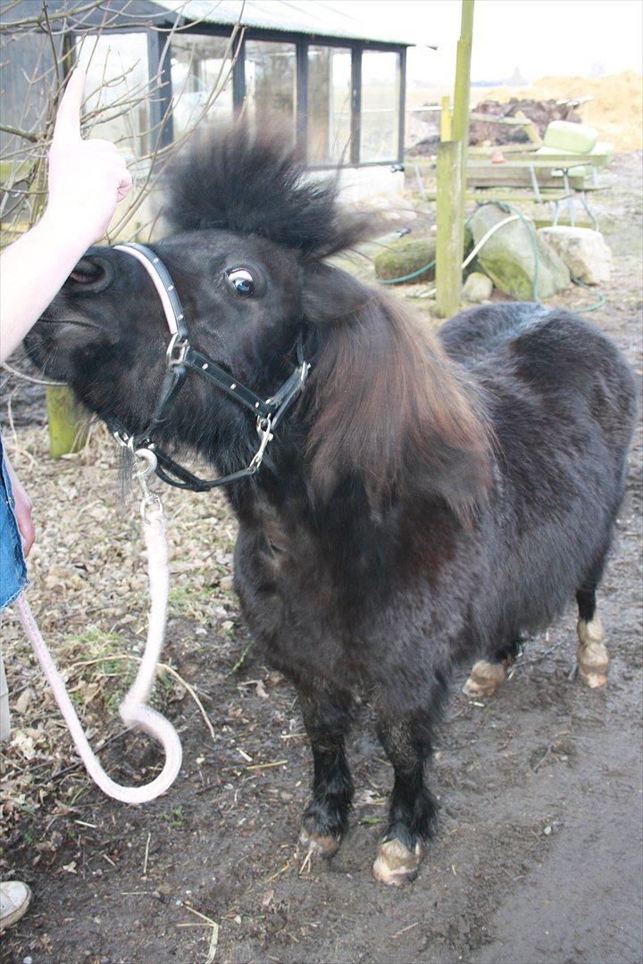 Shetlænder Camkar's Pixie - "ryste på hovedet" billede 18