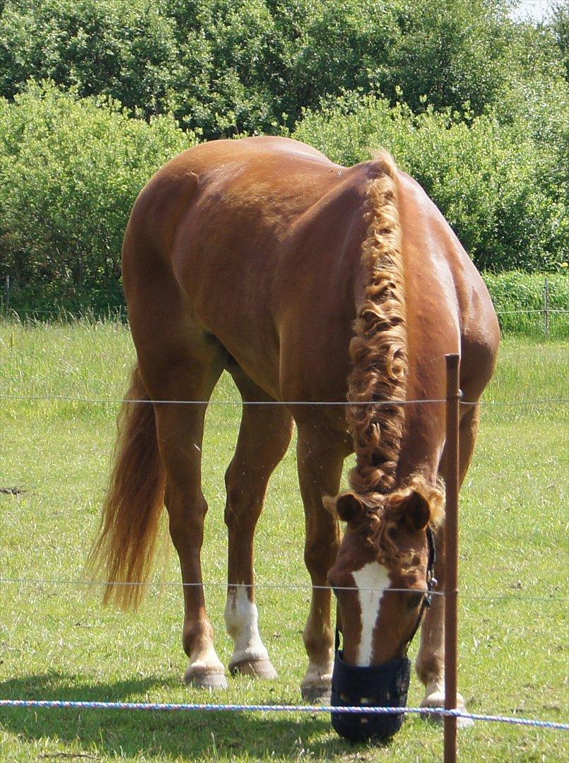 Anden særlig race Ning billede 14
