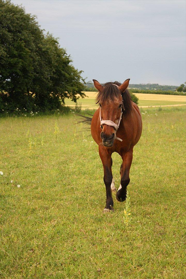 Anden særlig race Solbakken´s Bella ~HængeMule~ billede 10