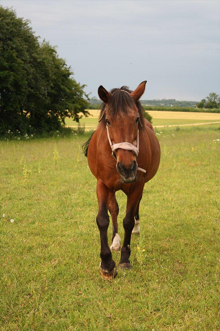 Anden særlig race Solbakken´s Bella ~HængeMule~ billede 11