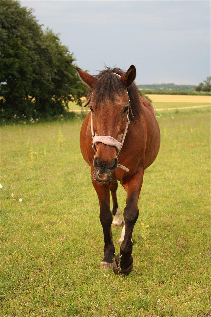 Anden særlig race Solbakken´s Bella ~HængeMule~ billede 12