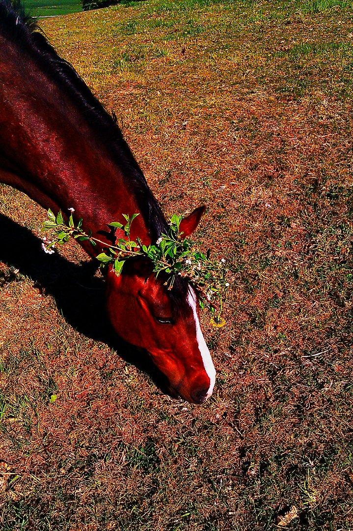 Anden særlig race ***Bastian*** - bastian rullede sig i en gren billede 16