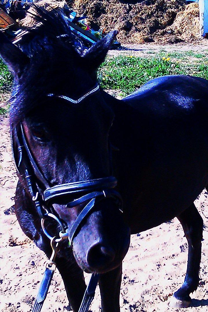 New Forest "Mr. black"****** billede 12