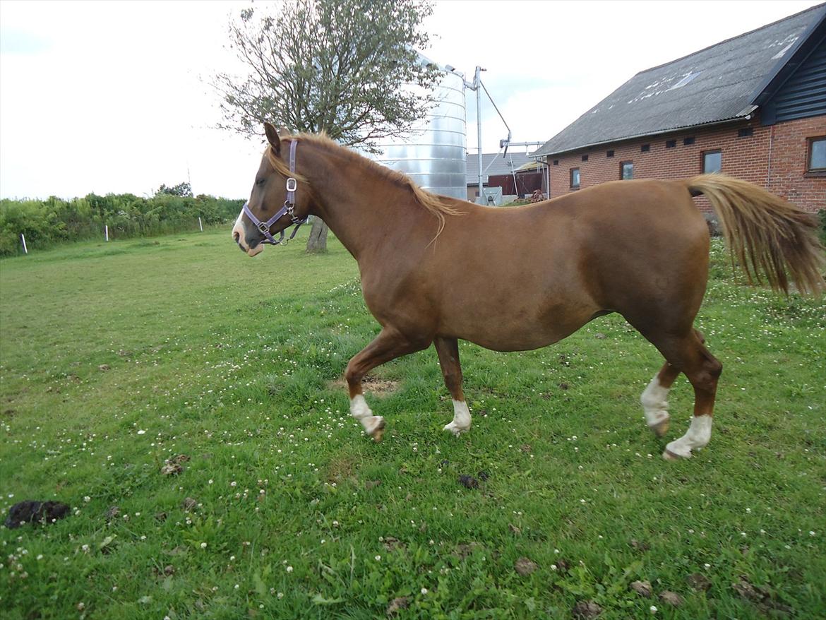 DSP Stormarkgaards Monique [Himmelhest] billede 18