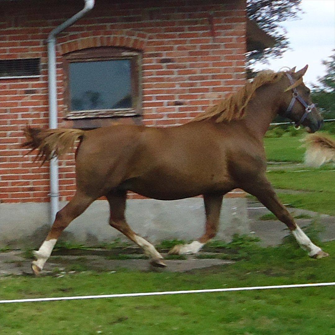 DSP Stormarkgaards Monique [Himmelhest] - Kanon gang! billede 1