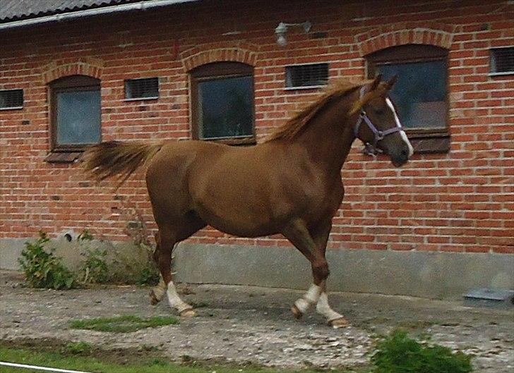 DSP Stormarkgaards Monique [Himmelhest] - Flot, flot, flot! billede 19