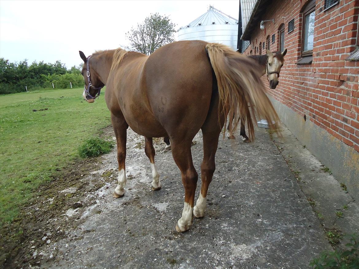 DSP Stormarkgaards Monique [Himmelhest] -  .. når enden er god .. ;) billede 20