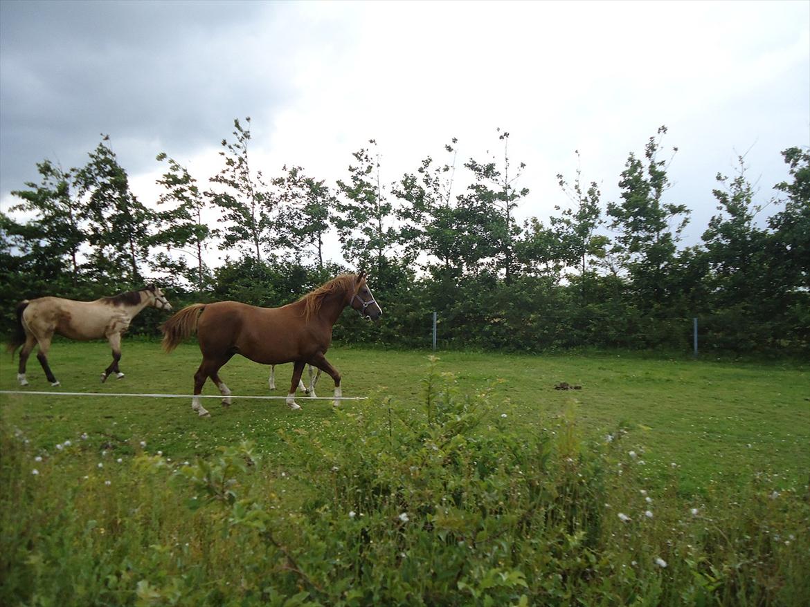 DSP Stormarkgaards Monique [Himmelhest] - Smuk som altid! billede 4