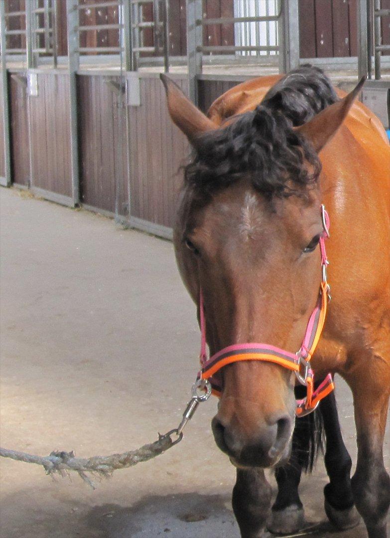 Anden særlig race Cher - Cher har fået krøller :-)  billede 2